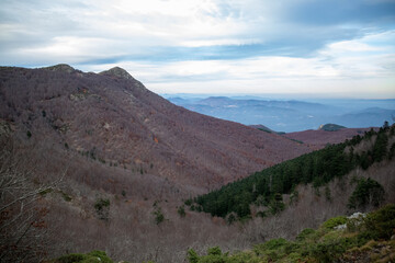 Forest in autumn with trees in falling leaves
