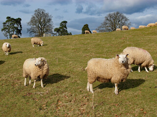 Sheep relaxing under the summertime trees.