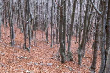 Forest in autumn with trees in falling leaves