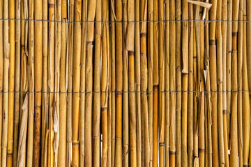 Bamboo wall background in Korcula Island. Natural yellow decorative fence. Natural fence in Croatia. Outdoor bamboo wall for garden. 