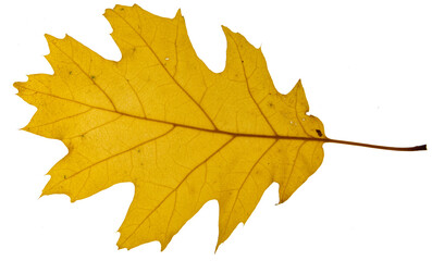 Autumn leaf isolated on white background
