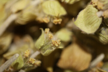 Wild mountain tea close up background sideris family lamiaceae high quality big size prints