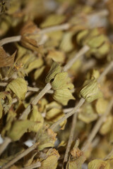Wild mountain tea close up background sideris family lamiaceae high quality big size prints