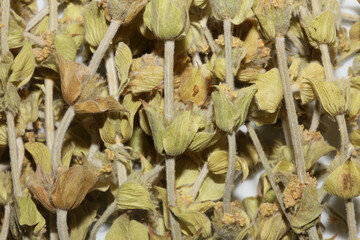 Wild mountain tea close up background sideris family lamiaceae high quality big size prints