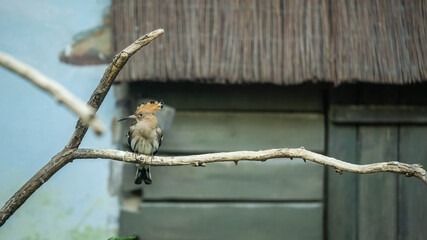 amazing hoopoe sitting on a branch, incredible wildlife © Alex