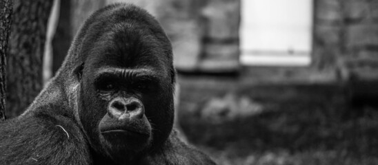 sad gorilla imprisoned in the zoo, incredible wildlife © Alex