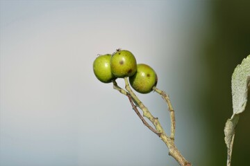 Drei kleine grüne Früchte am Zweig