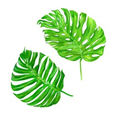 Aquarel illustratie set van tropische bloemen planten. Exotische palmbladeren. Hand geschilderd. Perfect voor stofontwerp, achtergrondstructuur, inpakpapier.