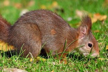 Eurasian red squirrel close-up (Sciurus vulgaris)