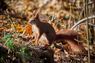 Naklejka na ściany i meble Eurasian red squirrel in the forest (Sciurus vulgaris)