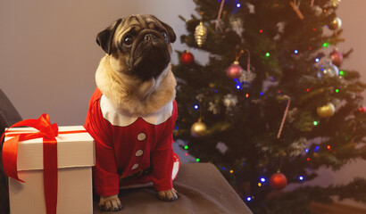 Christmas card funny pet. Cute pug dog sitting with gift on Christmas tree background. Merry...