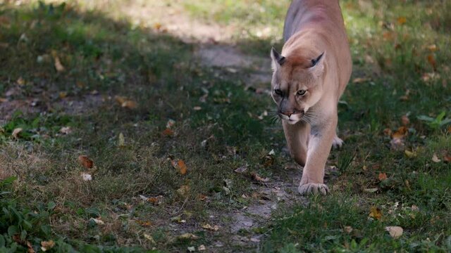 Beautiful Puma in autumn forest. American cougar - mountain lion. Wild cat walks in the forest, scene in the woods. Wildlife America. 4K slow motion 120 fps