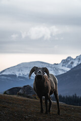 Naklejka premium Ram Wildlife, Jasper National Park, Jasper, Alberta, Canada