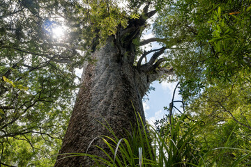 Gigantic kauri tree growing in Waipoua forest, Northland, New Zealand