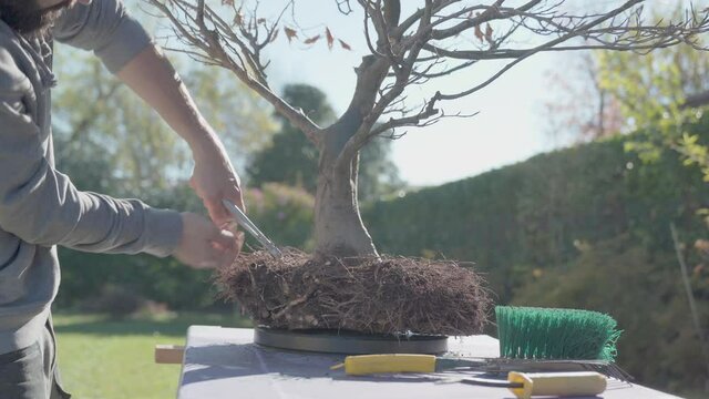 Home plant gardening and care, 
Beech tree bonsai repotting and roots pruning cleaning with scraper. Seasonal autumn gardening, sunny November day. close up shot, male gardener working in backyard
