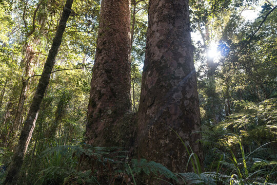 Gigantic kauri tree growing in Waipoua forest, Northland, New Zealand