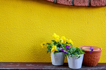 黄色い壁背景のビオラのポット苗と植木鉢
