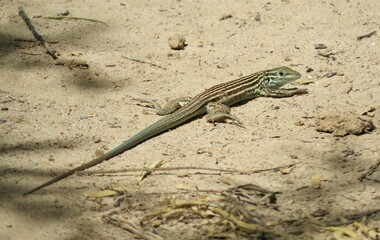 Striped Whiptail Lizard on Hard Sandy Desert Ground Looking toward Camera
