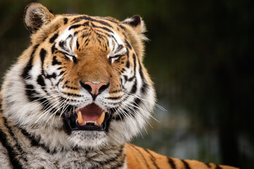 Fototapeta na wymiar Funny tiger face. Tiger laughs, smiles