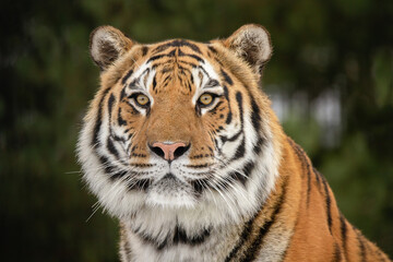 The Amur tiger looks at the camera.