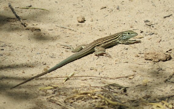 Striped Whiptail Lizard on Hard Sandy Desert Ground Looking toward Camera