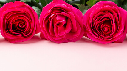 bunch of pink roses and with copy space onl ight  bokeh background