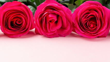 bunch of pink roses and with copy space onl ight  bokeh background