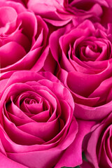 bunch of pink roses and with copy space onl ight  bokeh background
