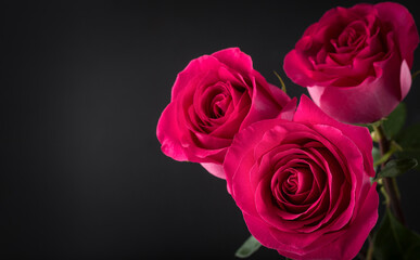 bunch of pink roses and with copy space onl black background