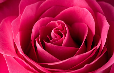 Pink rose macro