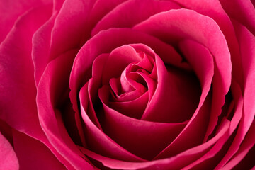 Pink rose macro