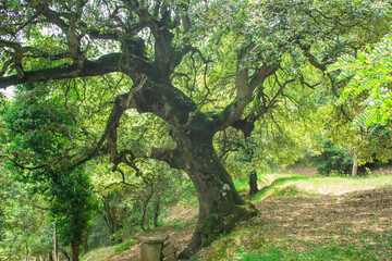 tree in the park
