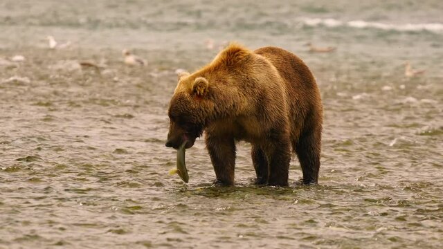 Alaska Grizzly Bear Carries Fresh Caught Salmon in McNeil River 