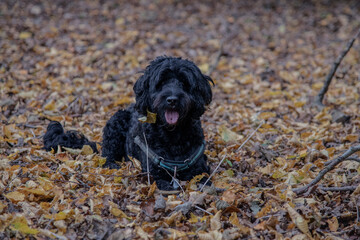 Black Dog in Autumn Leaves