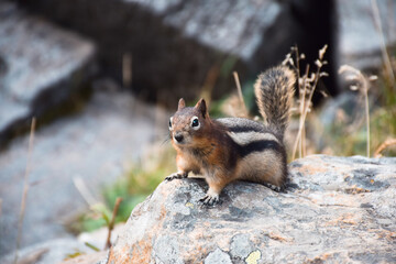 Cute little chipmunk sitting on a rock