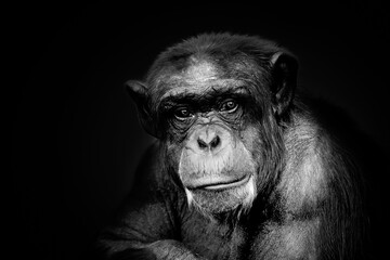 old grey monkey on black background