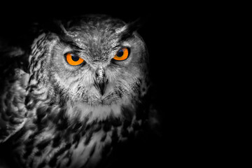 owl glowing orange eyes black background