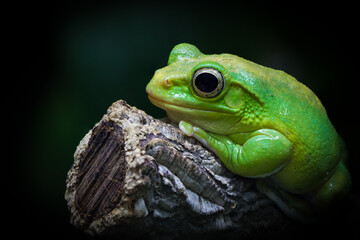 green frog macro
