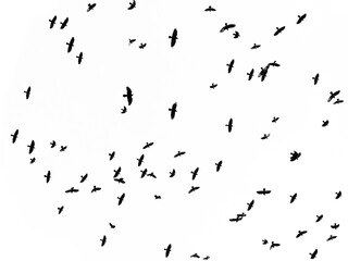 black silhouettes of flying birds