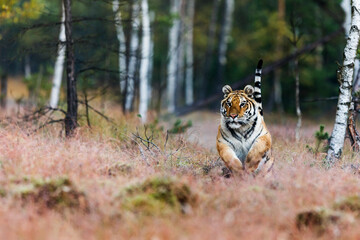 Siberian tiger Panthera tigris tigris at sunrise in the backlight - obrazy, fototapety, plakaty