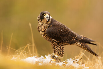 Fototapeta premium female hybrid peregrine falcon (Falco peregrinus) and saker falcon (Falco cherrug) standing over the prey