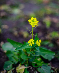 yellow flowers in the garden