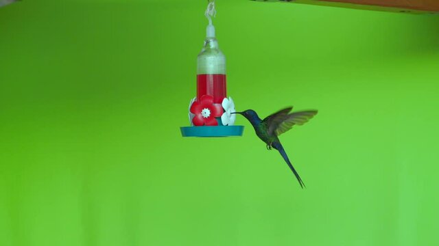 Beija Flor Chroma Key Voando e se Alimentando