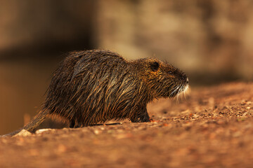 muskrat (Ondatra zibethicus) looking for something to eat on the shore
