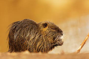young muskrat (Ondatra zibethicus) found food, and on the shore he ate it