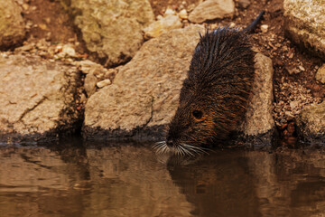 The muskrat (Ondatra zibethicus) wants to hide in the water quickly