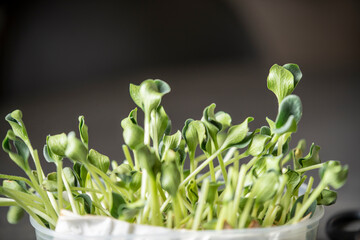 proper nutrition, vegan, microgreens, harvesting microgreens grown at home