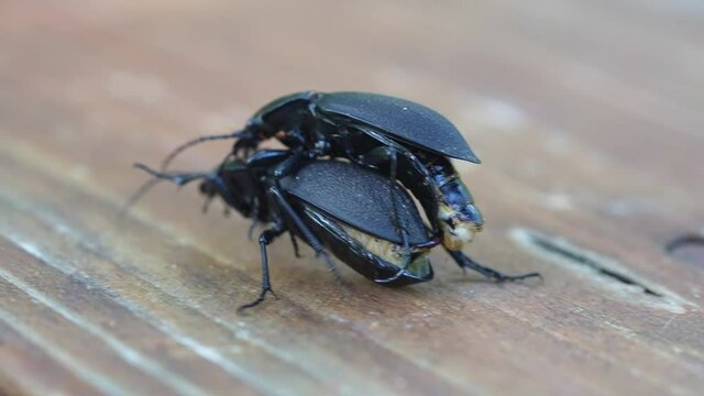 Darkling beetle Superworm or Zophobas morio. two big black bugs reproduction close up