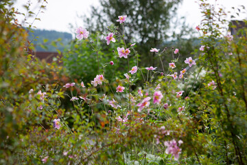Obraz premium Sommerblumen im Garten