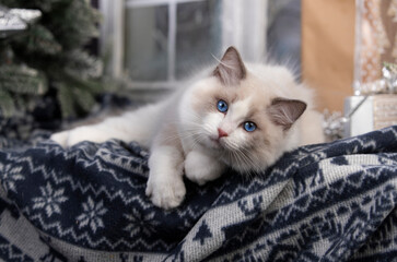 Christmas  cat white ragdoll with blue eyes